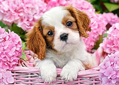 Пъзел 180 ел. В-018185 Pup in Pink Flowers