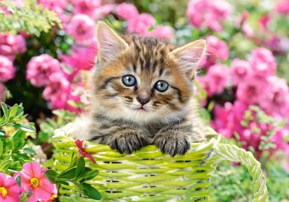 Пъзел CASTORLAND 500 ел. B-52974 Kitten in flower garden