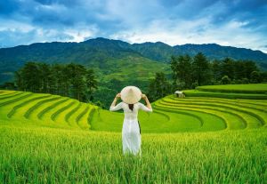 Пъзел 1000 ел. C-105052-2 Rice Fields in Vietnam